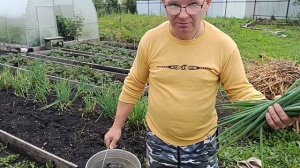 РАННЕЕ УТРО, ЖАРЮ, ПАРЮ/ЛЬЁТ КАК ИЗ ВЕДРА А МЫ САДИМ ВИНОГРАД 🤣