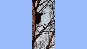 Скворцы прилетели.