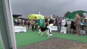 Джокер Шоу Дарвин