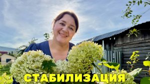 🌷Стабилизация садовой гортензии - Эксперимент 2025