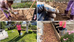 16 августа. Капаем картошку. Проволочник. Уборка томатов открытого грунта