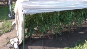 Безрассадные помидоры 18 августа