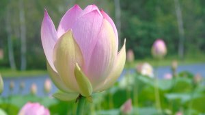 Чистые пруды - Игорь Тальков