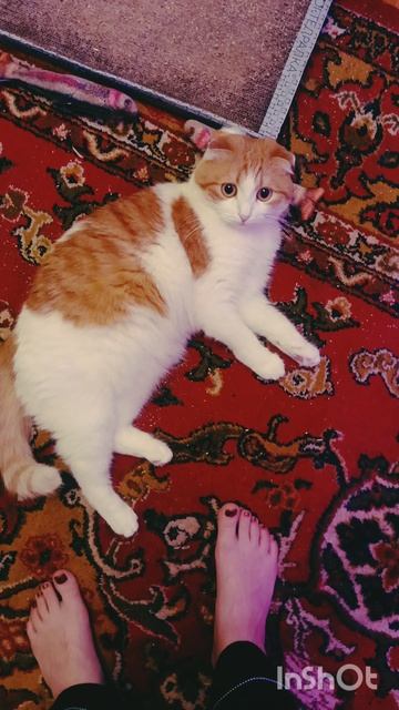 Руки и ноги прочь от котиков🐯