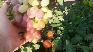 Виноград Аркадия Велес Сенатор Мальчик с Пальчик Ландыш Бананас Императрица памяти Учителя - Часть 1