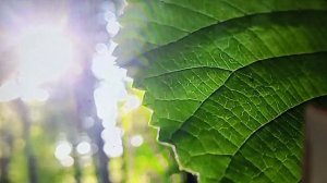 Сафар и Уралочка — фильтры ,не меняют  вес тела 🤣🤣🤣