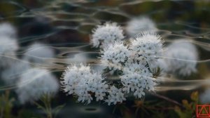 Св. Исаак Сирианин Подвижническия наставления ч.56