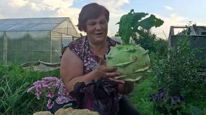 Фантастический Урожай самой Необычной Капусты!!