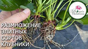 РАЗМНОЖЕНИЕ ЭЛИТНОЙ КЛУБНИКИ