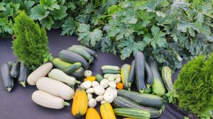 ПОДКОРМИТЕ в АВГУСТЕ КАБАЧКИ и Завалят урожает до заморозков