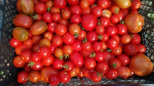Отличный коктейльный томат Зимняя вишня