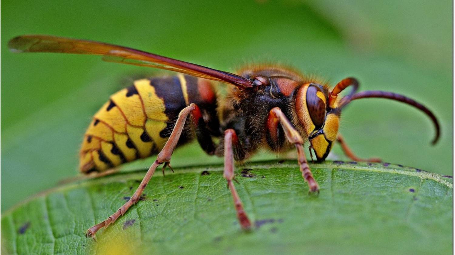 Hornet