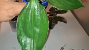 Новинки цветочков 🤩