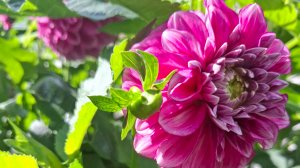 Цветы бывают разные#георгины