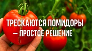 Трескаются томаты? Причины и простое решение проблемы!