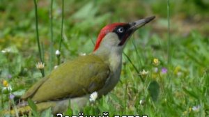 Монастырский лес – природный музей между Волгой и Оршей