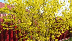 Желтый кустарник Форзиция как вырастить в средней полосе