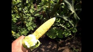 Кукуруза сорт ТРОЙНАЯ СЛАДОСТЬ