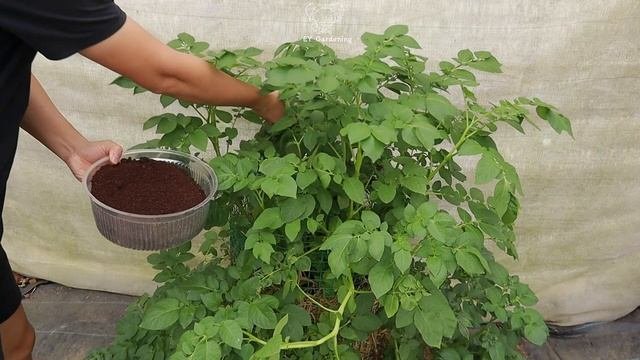 Невероятный способ выращивания картофеля