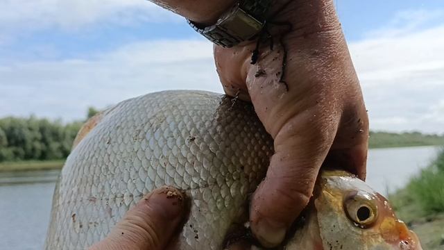 Наконец-то более или менее лещик на донку. смотреть онлайн