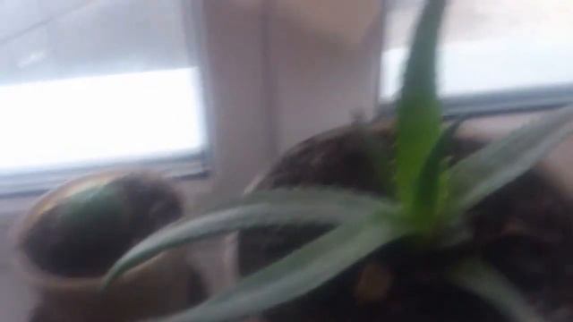 Обзор домашних цветов    04 04 2021 г