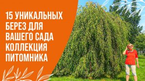 Не сажайте березу, пока не посмотрите это видео! 15 проверенных вариантов