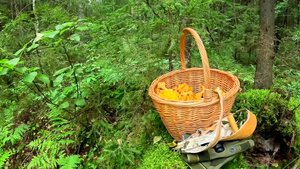 ▌ За грибами как за приключением 🍄🌿