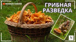 Грибная разведка 16 августа 2025. Выборгский район.