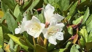 В горах Сочи расцвели осенние первоцветы