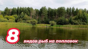 8 видов рыб на поплавок. Рыбалка в заливе Волги