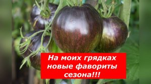 Томаты с антоцианом фавориты на моих грядках