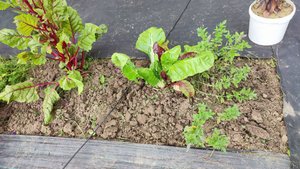 Облагораживаю участок. Убираю урожай