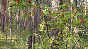 ВСЯ СЛАВА ИИСУСУ ХРИСТУ