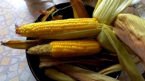 Сорвали первые початки кукурузы 15.08.25