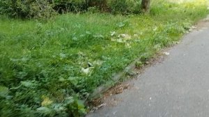 16.08.2025.С.Ильинское.Домодедово.Обзор проводимых работ. Часть 1.Московская область. Решаем проблем