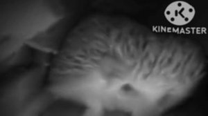 Ёжик чихнул и пукнул жмых