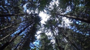 Прогулка в лесу. Тихая охота в Подмосковье. Вкусные печеньки.