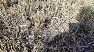 Ячмень 🌾🌾🌾 и потери