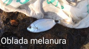 Рыбалка: летняя ситуация и ленивые зарядные устройства - Fishing: summer season and lazy chargers