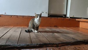 Анимал реалити Кот #Shorts