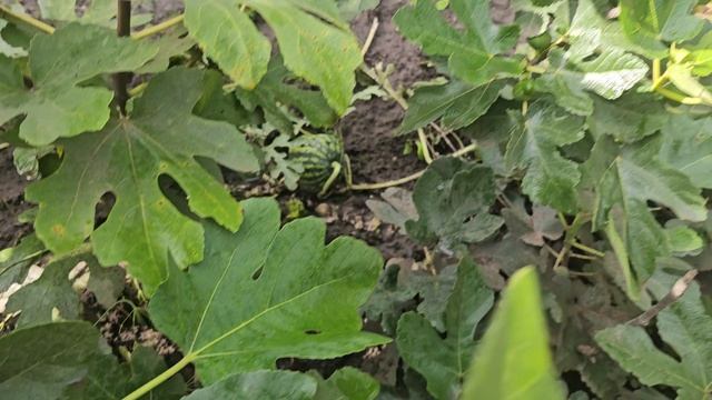 Инжир в Сибири . смотреть онлайн