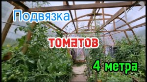 Томатный БУМ: Подвязка высокорослых и низкорослых томатов + Секрет полива в августе. Томаты 4 метра
