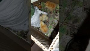 Животные.Сборник интересных моментов из жизни братьев меньших.Фильм2.Серия2  .mp4