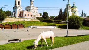 Серпухов ( флора и фауна)