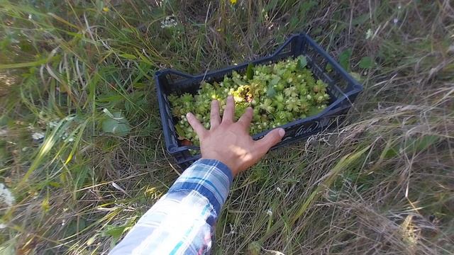 Как и когда собирать фундук и лещину, чтобы было легко и с пользой!