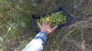 Как и когда собирать фундук и лещину, чтобы было легко и с пользой!