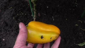 Перец ГЛАДИАТОР