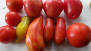 Вот такие помидоры у меня выросли на севере ХМАО, Западная Сибирь..