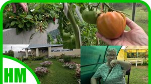 17 августа. Как живём. Огородные новости.