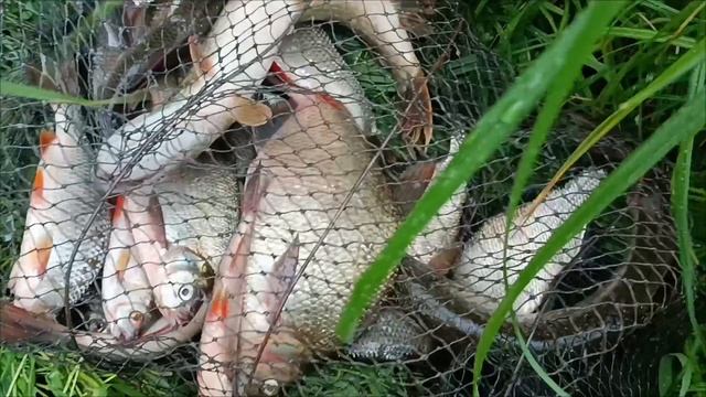 Донки рулят даже по хищнику. смотреть онлайн